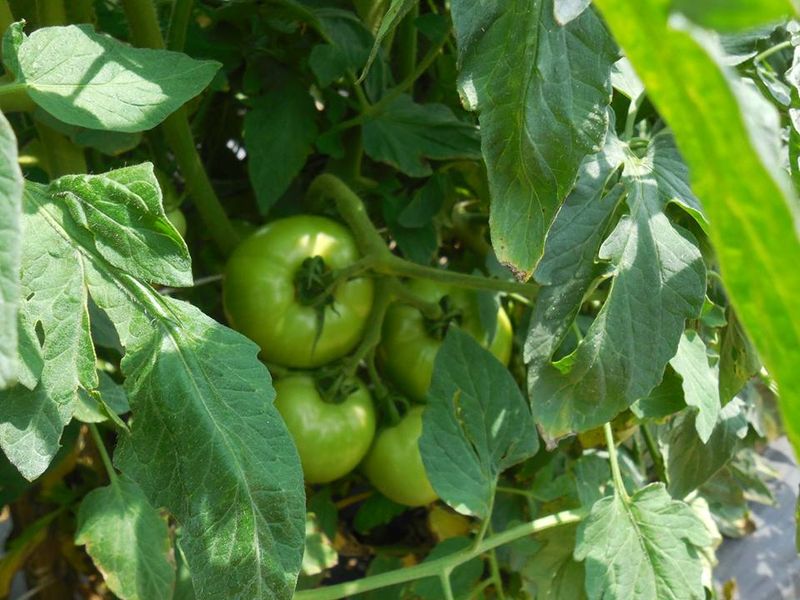 This Mills River Farm Makes Summer Picking Feel Easy