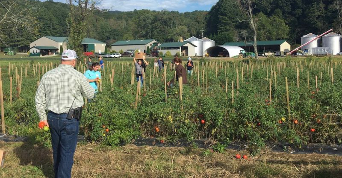 This North Carolina Farm Lets You Pick Tomatoes So Fresh They Barely Make It Home - Decor Hint