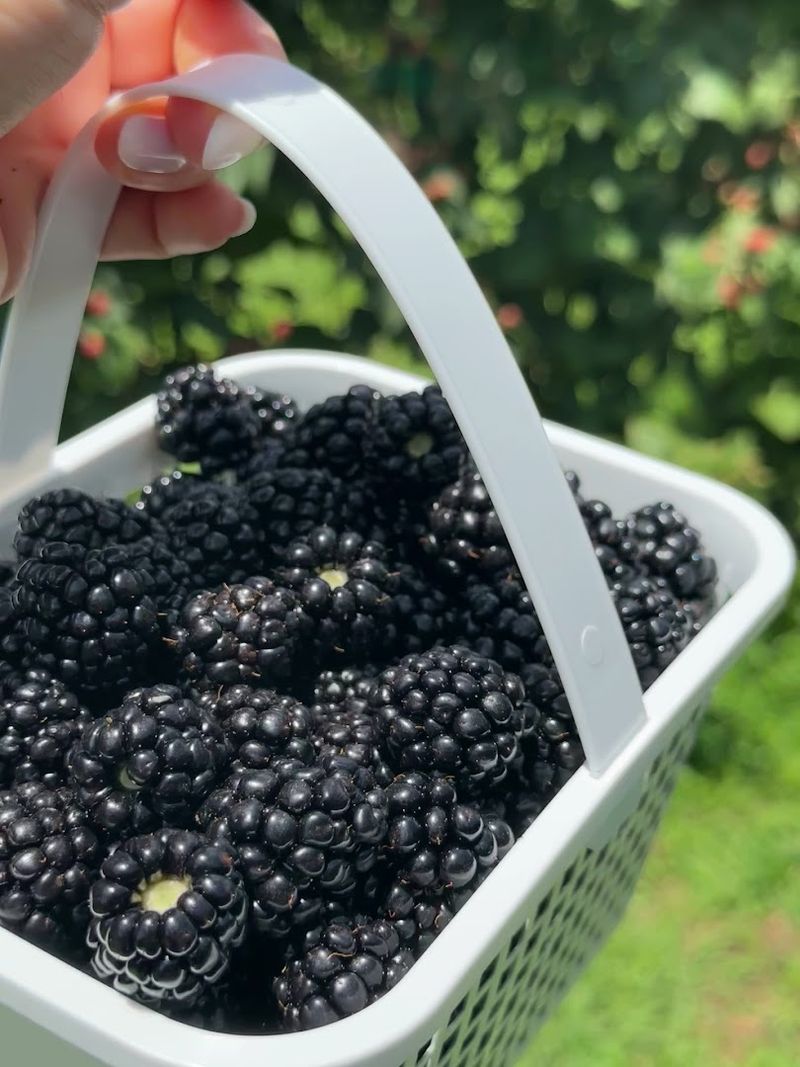 This North Carolina Farm Turns Summer Blackberry Picking Into A Sweet Little Adventure - Decor Hint Blackberry Picking Turns Into A Sticky Summer Mission
