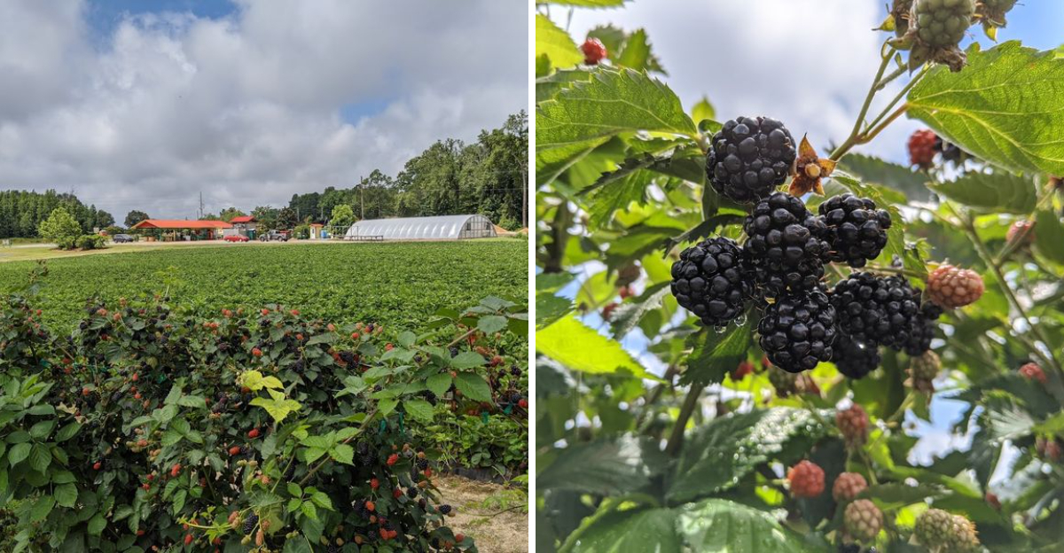 This North Carolina Farm Turns Summer Blackberry Picking Into A Sweet Little Adventure - Decor Hint