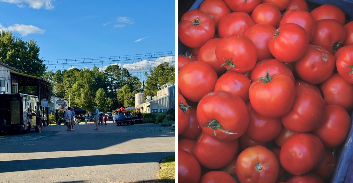 This North Carolina Festival Turns Peak Tomato Season Into A Juicy Summer Party This Week - Decor Hint