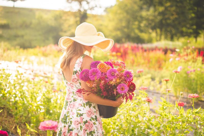 This North Carolina Flower Farm Has Dahlia Rows That Look Almost Too Pretty To Pick - Decor Hint Dahlia Rows Make This Barnardsville Farm Feel Almost Unreal