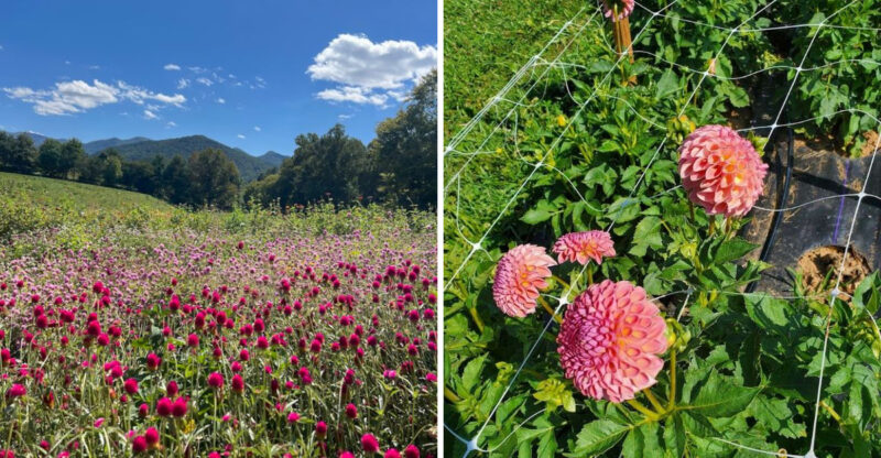 This North Carolina Flower Farm Has Dahlia Rows That Look Almost Too Pretty To Pick