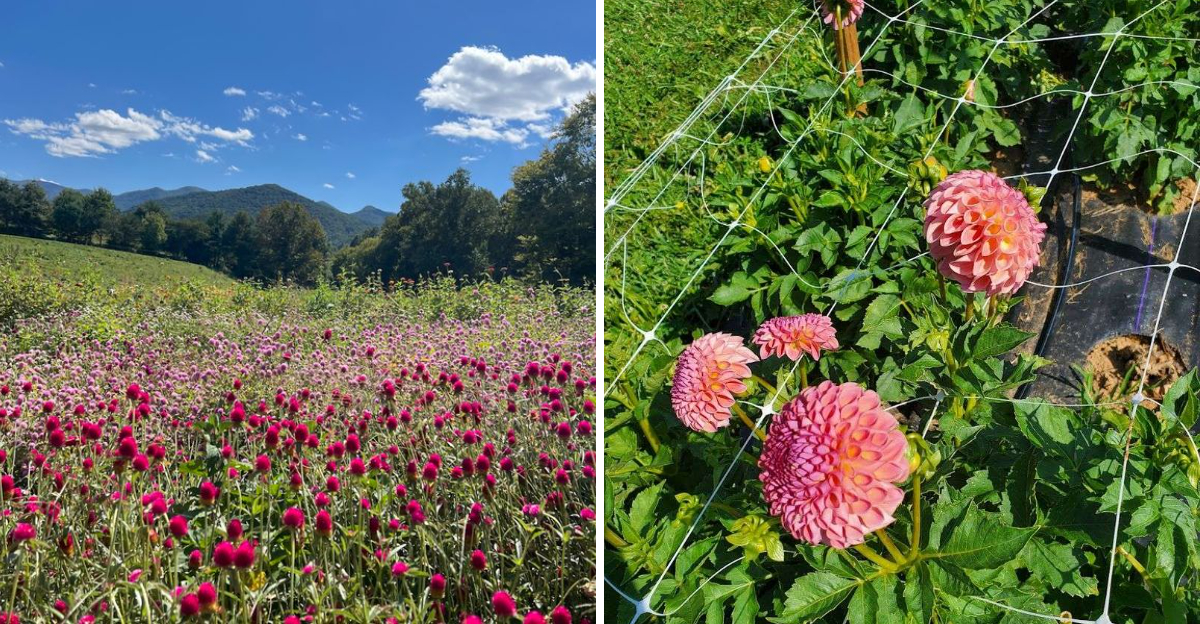 This North Carolina Flower Farm Has Dahlia Rows That Look Almost Too Pretty To Pick - Decor Hint