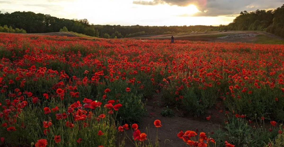This North Carolina Flower Farm Lets You Pick Sunflowers Zinnias And Cosmos Straight From The Field - Decor Hint