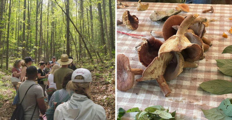 This North Carolina Foraging Tour Lets You Hunt For Wild Mushrooms In The Asheville Woods