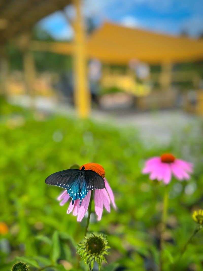 This North Carolina Nursery Turns Backyards Into Wildflower-Filled Wildlife Havens - Decor Hint Start With One Wildflower And See Who Shows Up