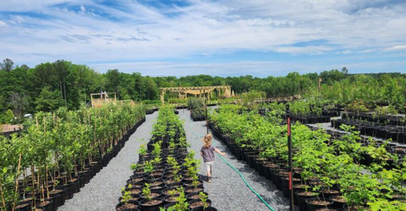 This North Carolina Nursery Turns Backyards Into Wildflower-Filled Wildlife Havens