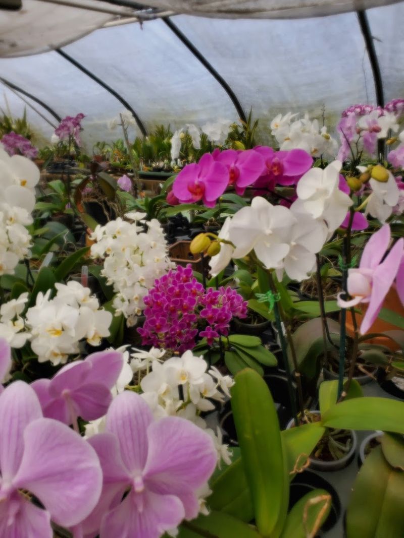 Browse The Greenhouse Before Picking Your Favorite Bloom