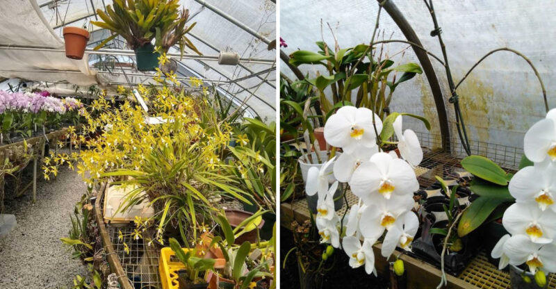 This North Carolina Orchid Greenhouse Is Filled With Beautiful Blooms And Expert Plant Advice