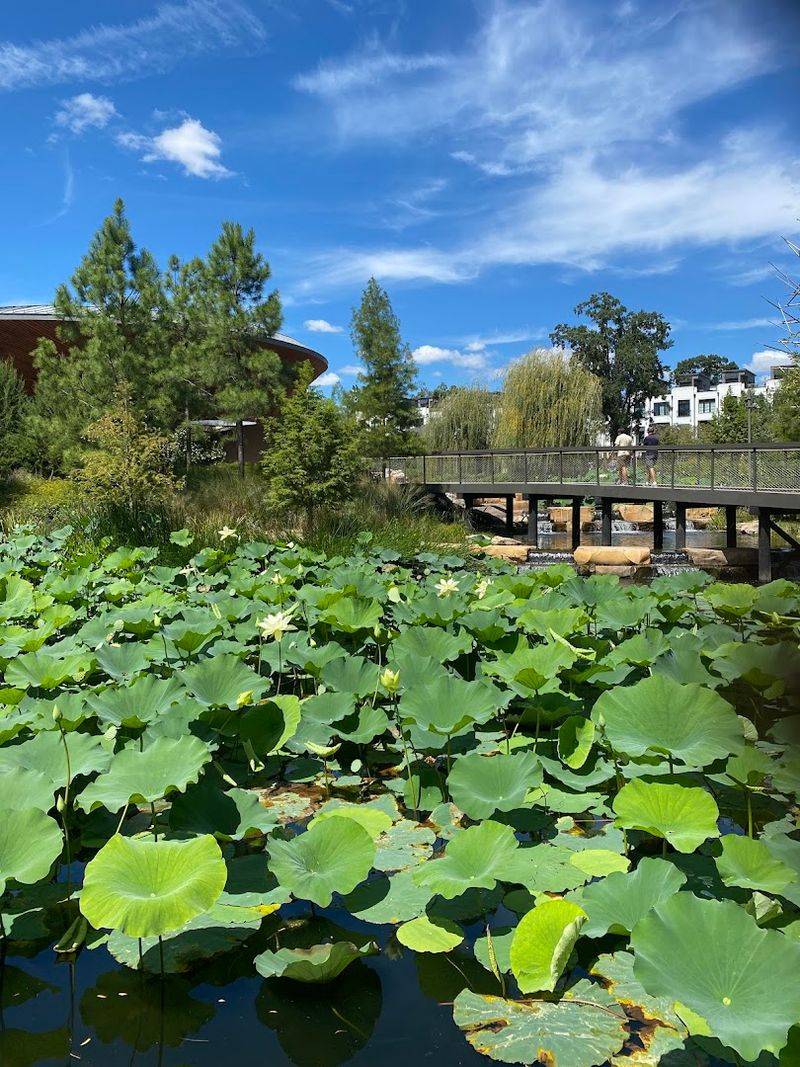 Floating Lily Pads Give The Garden Its Dreamiest Moment