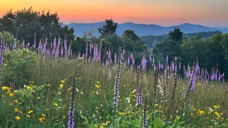 The Meadow Turns Purple Before The View Even Sinks In
