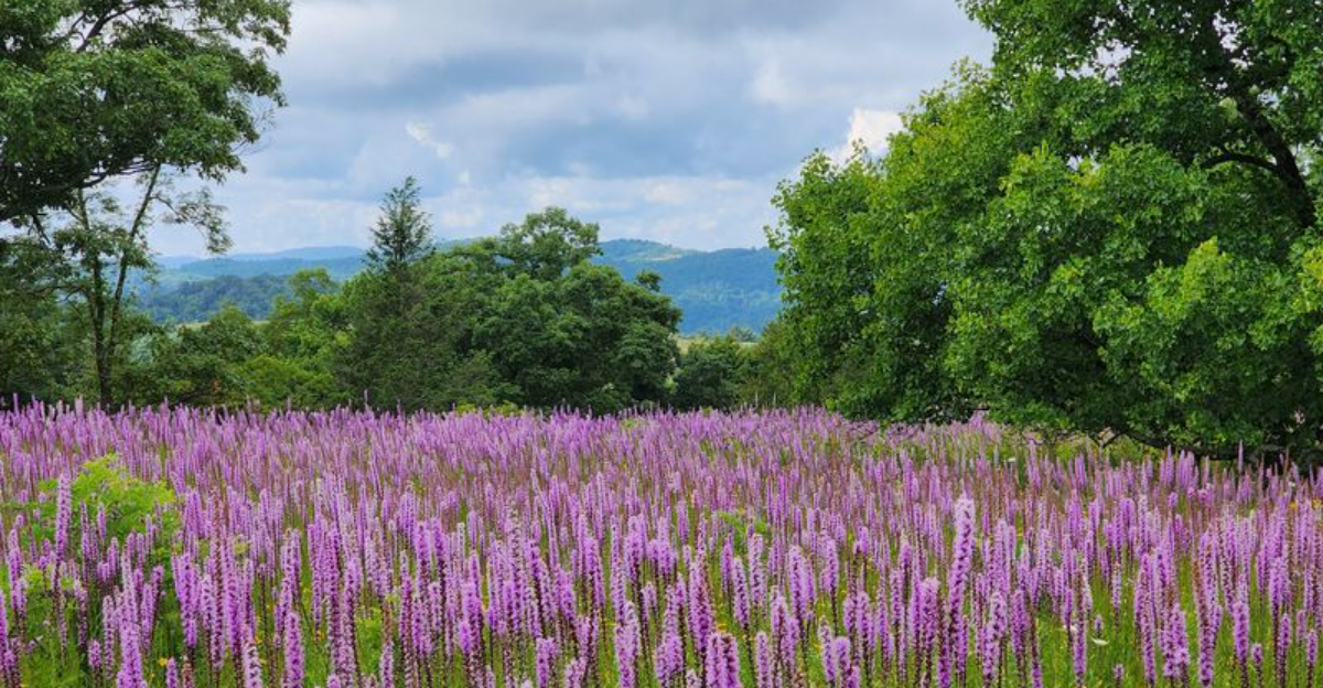 This North Carolina Parkway Meadow Turns Purple When Liatris Flowers Steal The Whole Summer Scene - Decor Hint