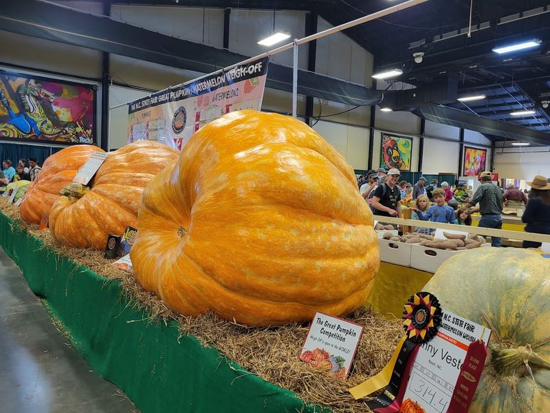 That Pumpkin Is Not Playing Around