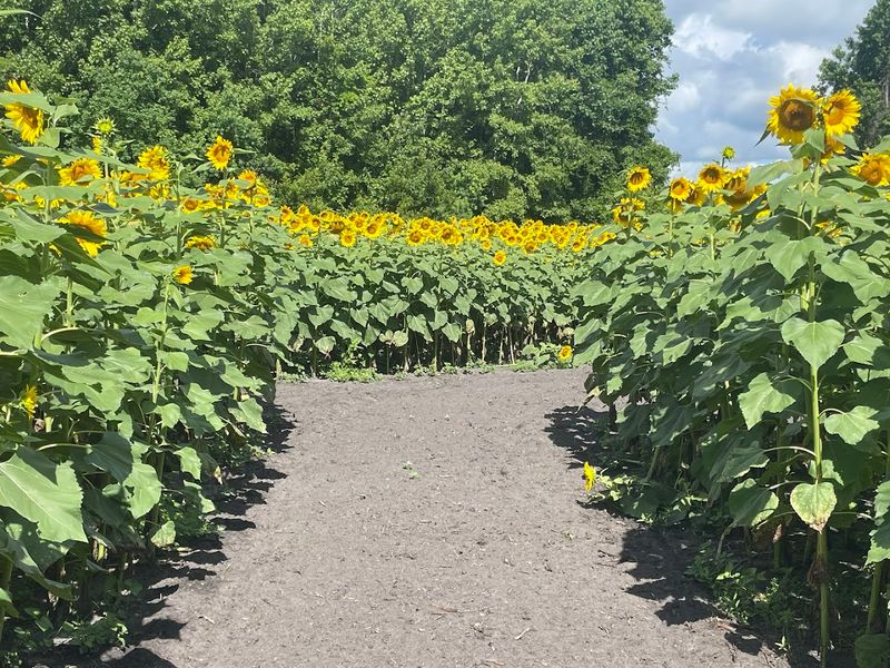 You Can't Miss This Maze Happening Right Now
