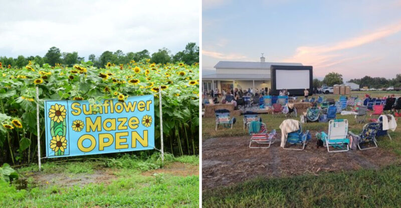 This North Carolina Sunflower Festival Has A Blooming Maze, Live Music, And Summer Photo Spots