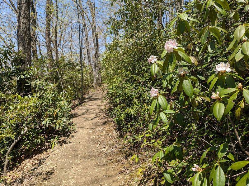 This North Carolina Trailhead Leads To A Mountain View Worth The Climb - Decor Hint A Steep Climb That Makes The View Feel Earned