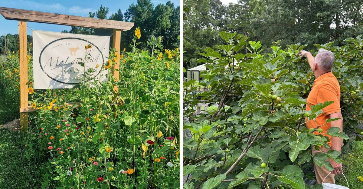 This North Carolina You Pick Farm Lets Visitors Fill Their Baskets With Fresh Summer Figs - Decor Hint