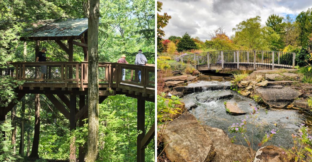 This Ohio Arboretum Lets You Stroll Through The Treetops On A Canopy Walk - Decor Hint