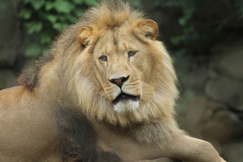 200 Acres Of Land Zoo