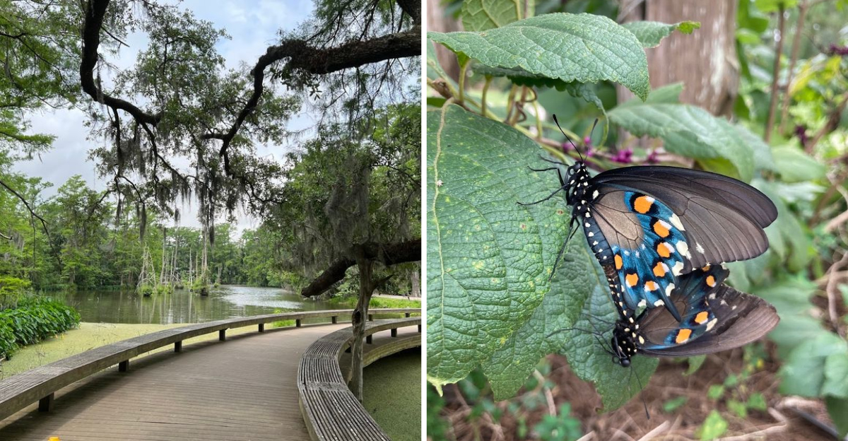 This Peaceful Texas Garden Is More Beautiful Than Most People Realize - Decor Hint