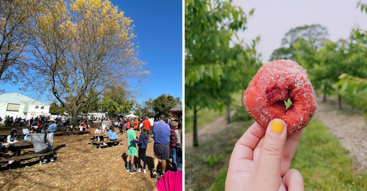 This Pennsylvania Orchard Has A Sweet Tradition People Happily Travel For - Decor Hint