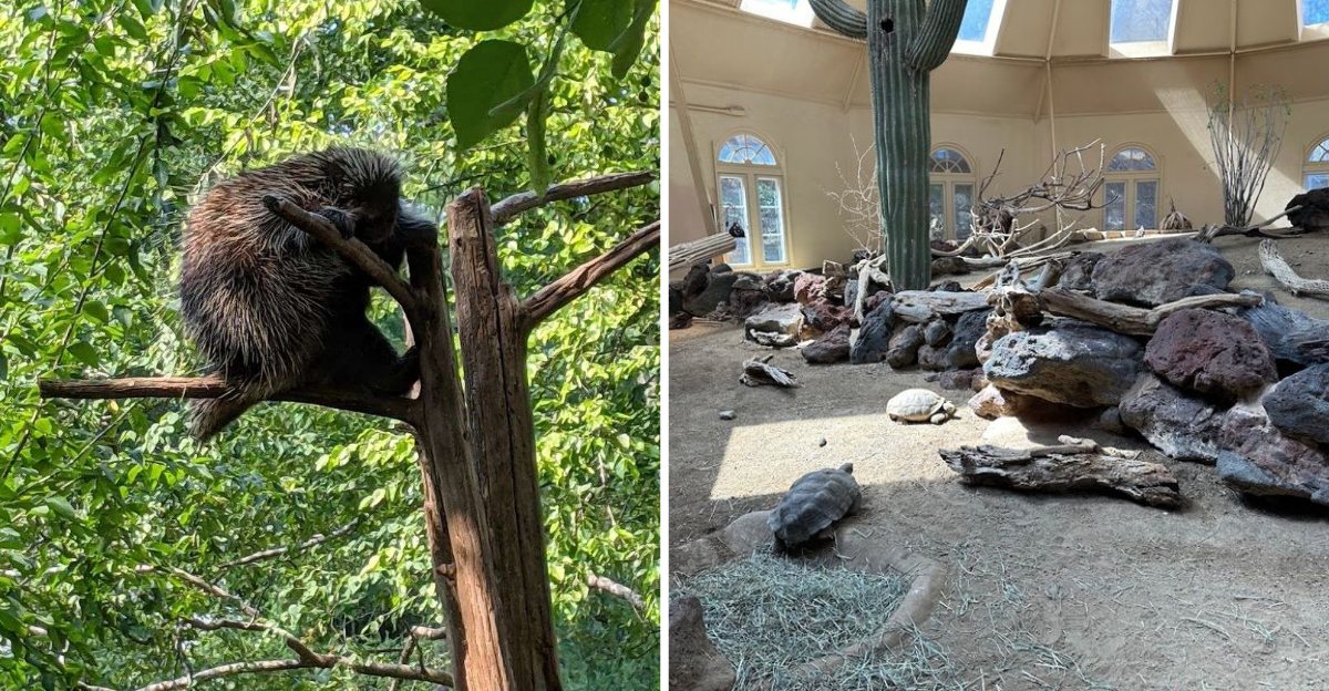 This Pennsylvania Zoo Keeps Winning Over Everyone Who Finds It - Decor Hint