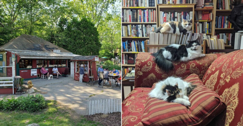This Quirky Connecticut Bookstore Has Shop Cats, Resident Goats, And More Than 350,000 Books