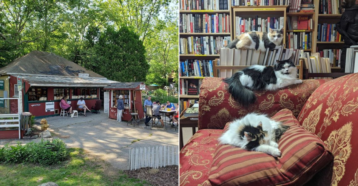 This Quirky Connecticut Bookstore Has Shop Cats Resident Goats And More Than 350000 Books - Decor Hint