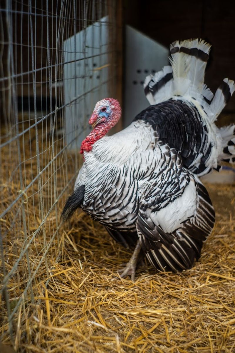 The First Gobble Turns The Visit Personal Fast