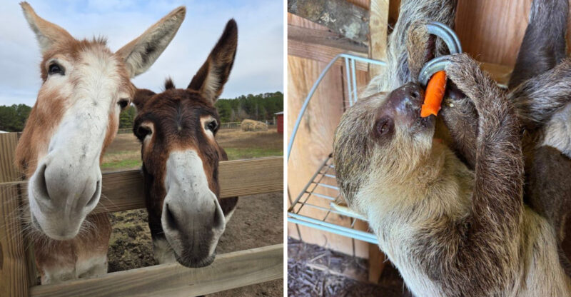 This South Carolina Farm Lets You Hang Out With Capybaras, Kangaroos, And Sloths