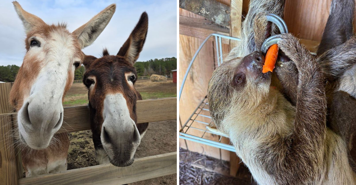 This South Carolina Farm Lets You Hang Out With Capybaras Kangaroos And Sloths 2 - Decor Hint