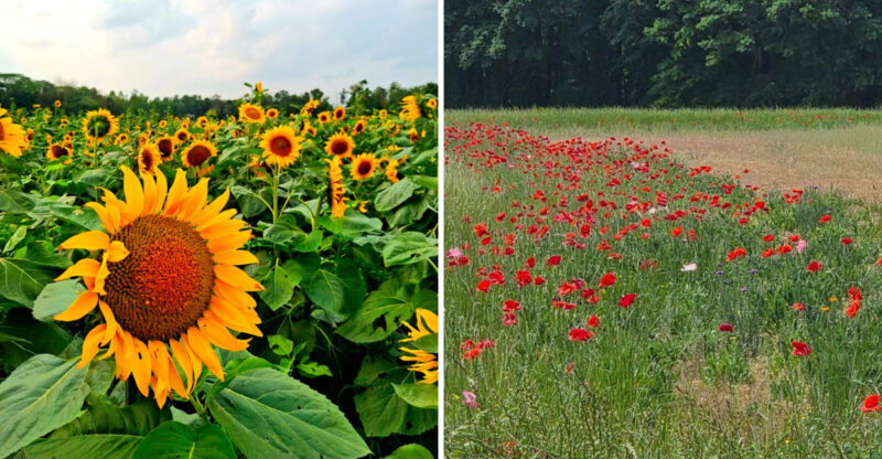 This Stunning Georgia Field Turns Into A Sea Of Sunflowers For Only A Few Summer Weeks