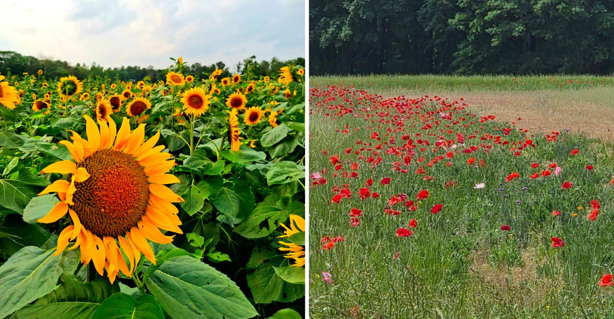 This Stunning Georgia Field Turns Into A Sea Of Sunflowers For Only A Few Summer Weeks 2 - Decor Hint