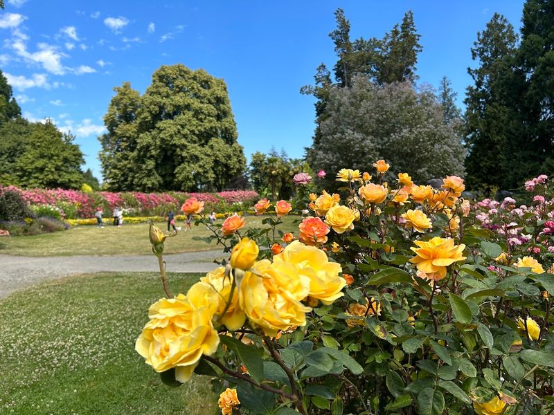 This Stunning Washington Rose Garden Looks Like Something Lifted From A Monet Masterpiece - Decor Hint A First Look That Changes Everything