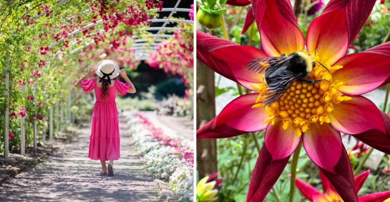This Stunning Washington Rose Garden Looks Like Something Lifted From A Monet Masterpiece