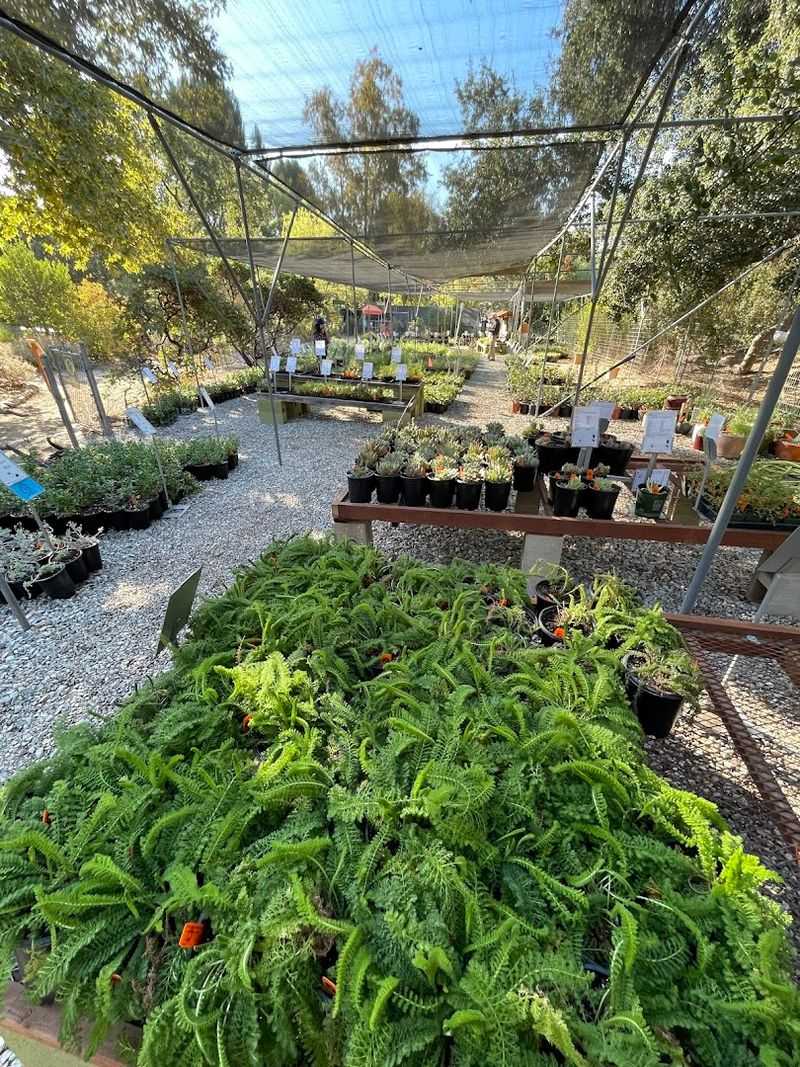 Native Plants Are The Main Event