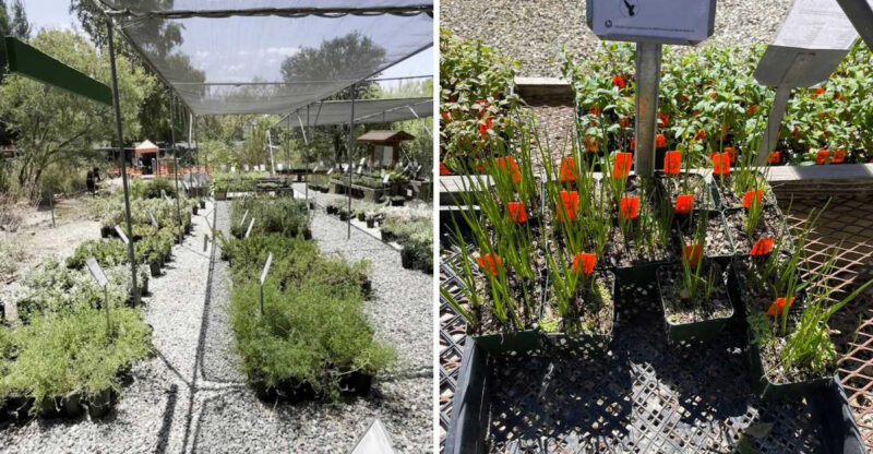 This Sun Valley Native Plant Nursery Makes California Flora The Star Attraction