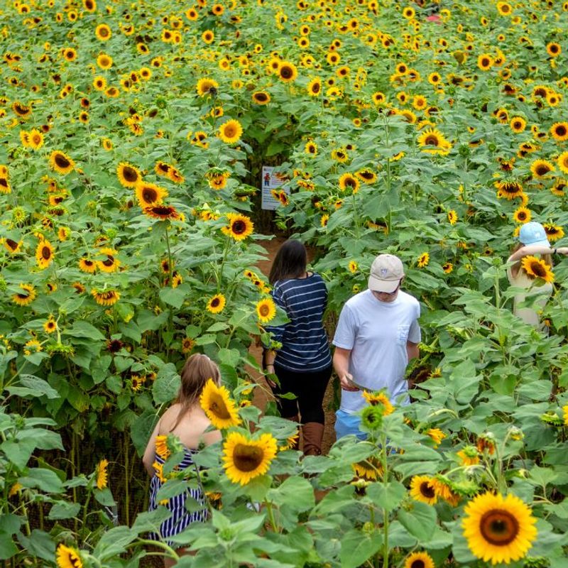 Start With The Blooming Maze