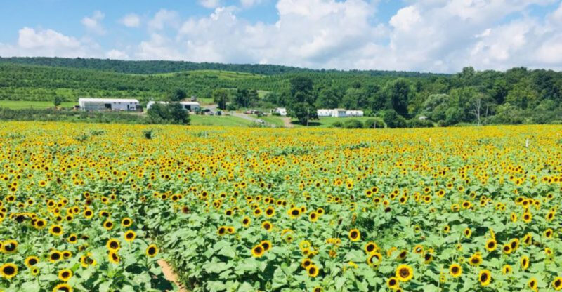 This Sunflower Field In Connecticut Belongs On Your 2026 Summer Bucket List
