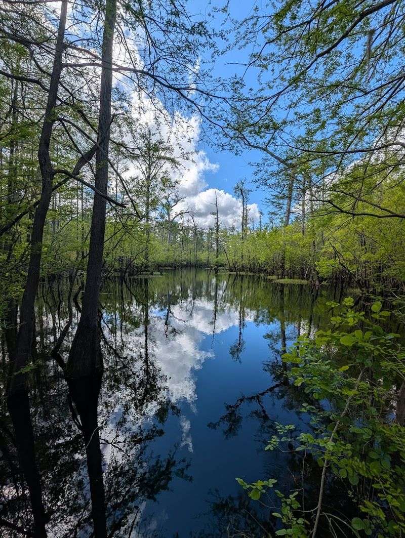 A Swampy Coastal Wilderness That Feels Like Another Planet