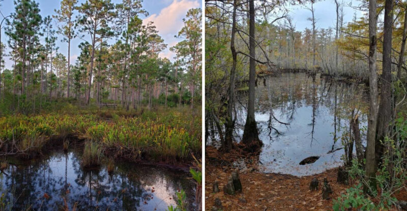 This Swampy North Carolina Wilderness Looks Like A Secret World Near The Coast