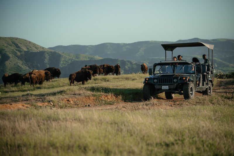 A Backcountry Herd With A Movie-Star Origin