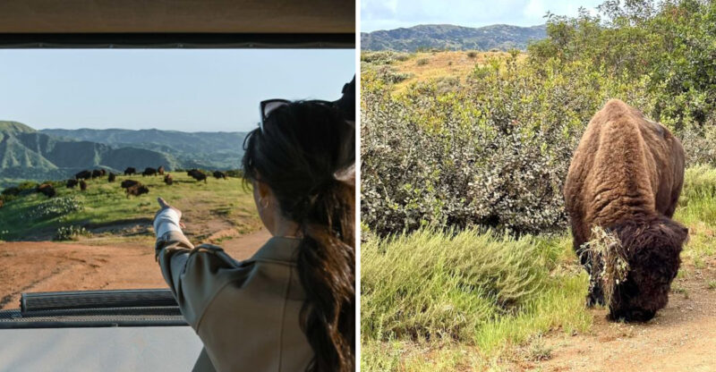 This Tiny California Island Town Hides A Wild Bison Herd In 42,000 Acres Of Protected Backcountry