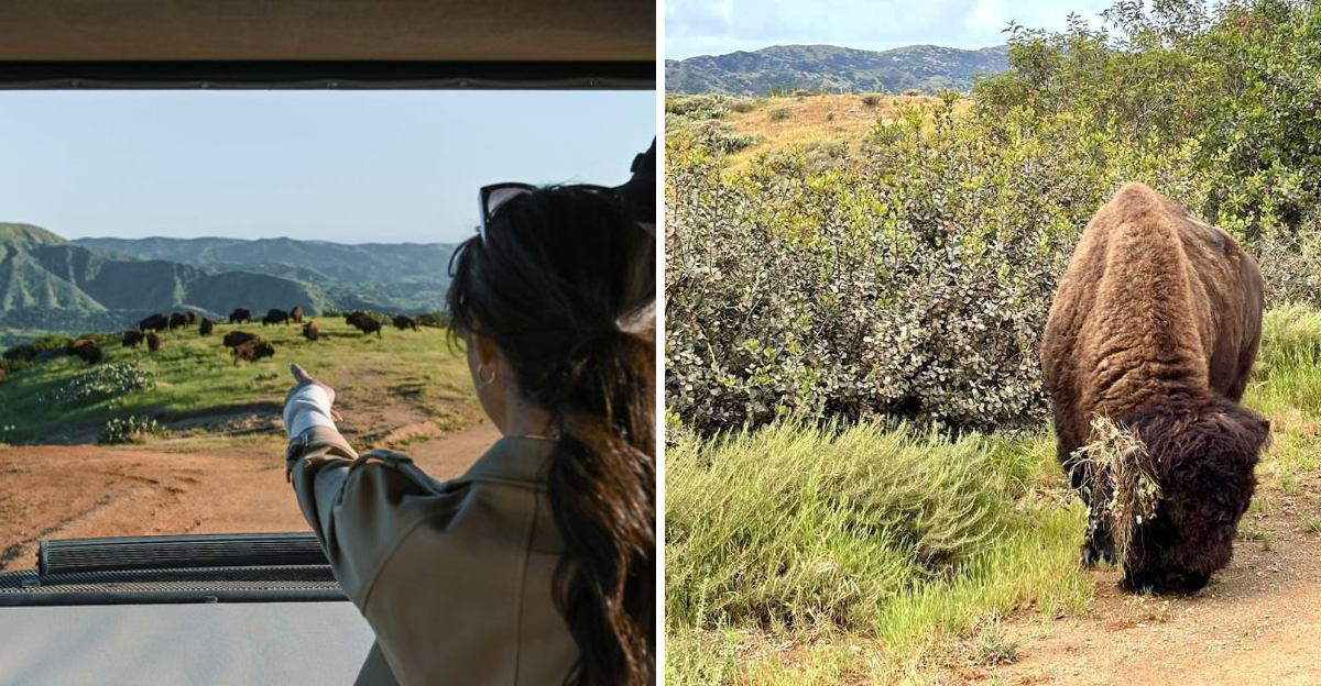 This Tiny California Island Town Hides a Wild Bison Herd in 42000 Acres of Protected Backcountry - Decor Hint