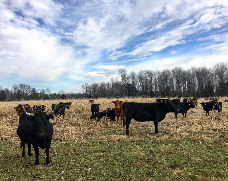 This Unassuming Kentucky Farm Is Quietly Leading A Revolution In American Agriculture - Decor Hint The Grass-Fed And Grass-Finished Beef Program