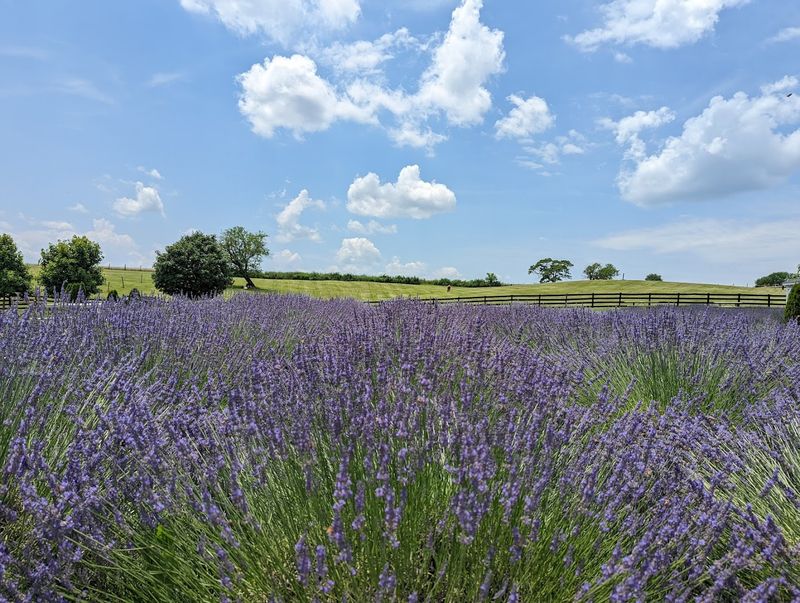 Over 8,000 Lavender Plants Covering The Hillside