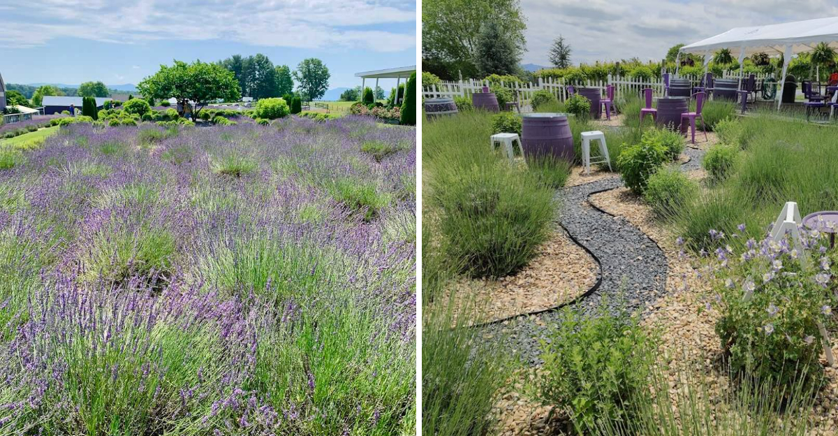 This Virginia Lavender Farm Is The Peaceful Getaway You Didnt Know You Needed - Decor Hint