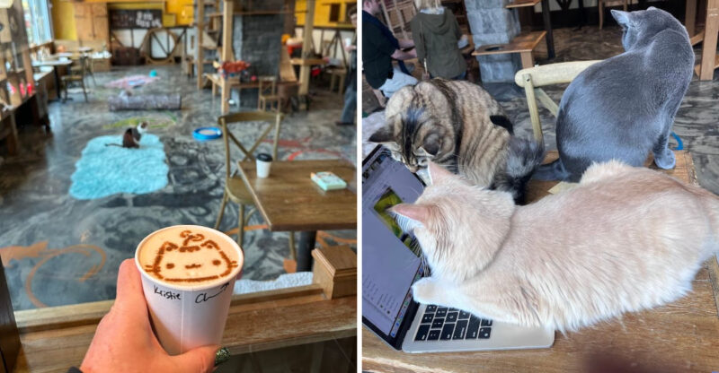 This Washington Cat Café Lets You Sip Something Cozy While Rescue Cats Steal Your Heart