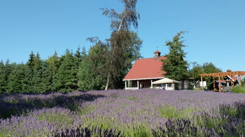 This Washington Lavender Farm Is The Summer Escape You Cannot Miss - Decor Hint Where It All Begins